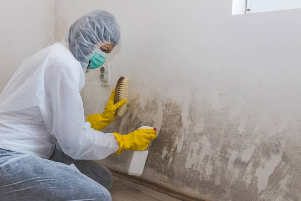 Best Mold Damage Restoration in Dresden, OH